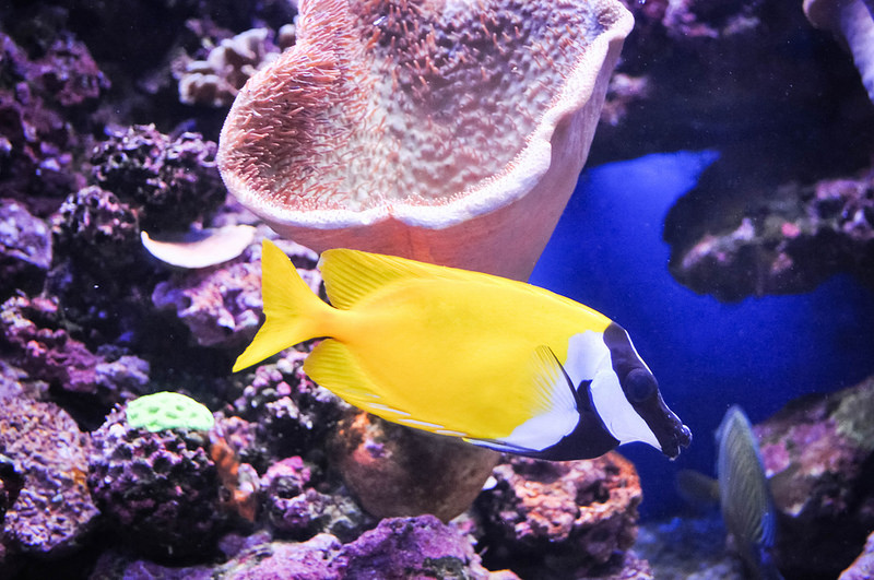 Reef Tank Fish